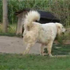 kuvasz